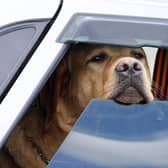 Leaving a dog in a car on a warm day can create a potentially fatal situation (photo: Adobe)