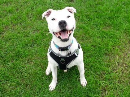 Buster is a clever 10-year-old male Staffordshire Bull Terrier who is young at heart and will still be able to keep up with you! This handsome man is a lovely affectionate boy who enjoys having human interaction. He very much enjoys being the centre of attention and will happily let you give him some fuss, he isn’t bothered about meeting new people as long as they give him some attention. He would be bested suited to a home with dog savvy children aged 6 and over, and for him to be the only animal in the home.