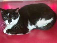 Meet little Cleo, our 3-year-old, black and white domestic short hair. Cleo very much prefers her own space though whilst she is learning to come out of her shell more and see that the world isn't so scary. Due to her lack of confidence Cleo would be better suited to a home where she is the only pet in the household and with cat savvy children aged 16+, who will allow her to have her space and respect her boundaries.