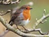 RSPB Big Garden Birdwatch 2023: How to get involved as survey says birds have positive impact on mental health