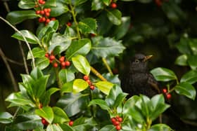 BG - A Blackbird