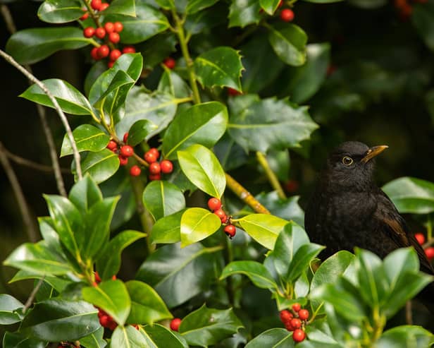 BG - A Blackbird