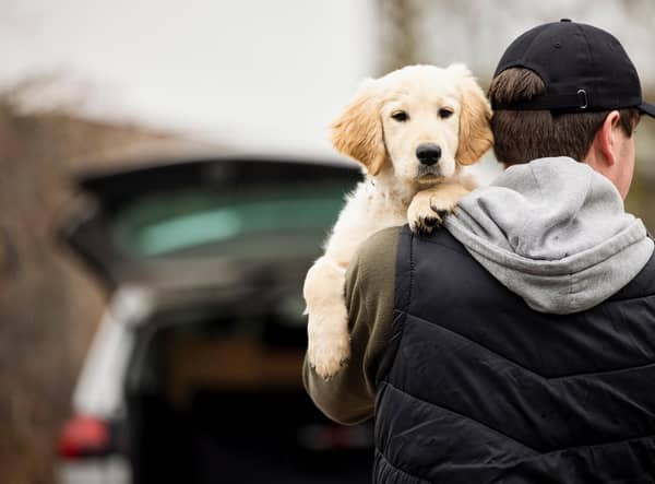 Dog thefts 2022: 17 most stolen dog breeds in the UK including Labradors, Cocker spaniels, Pugs & Huskies 