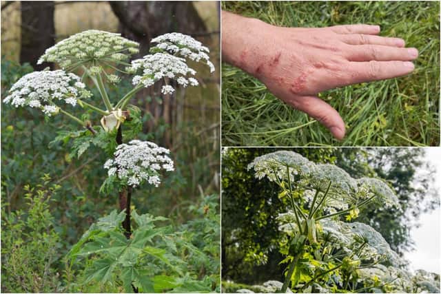Do you know how to identify Giant Hogweed? (Photo: Shutterstock)