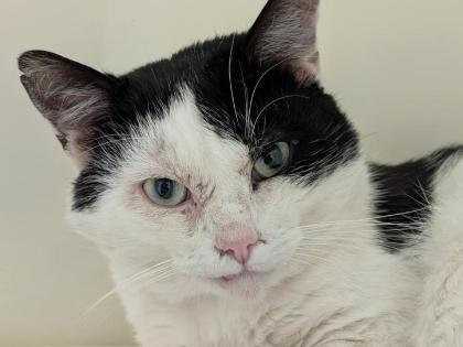 Charlie is a 2 year domestic short hair. He enjoys strokes and absolutely loves his chin tickles. This lovely boy is looking for a home as the only pet but can live with children 10+.