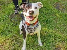 Luna is a one-year-old energetic Staffordshire Bull Terrier cross. She's explorative, curious and absolutely loves to play with tennis balls and soft toys alike! Luna loves fuss and attention and will always appreciate a good scratch! At this moment in time, it is recommended she goes to a home with children no younger than 14 and no pets.