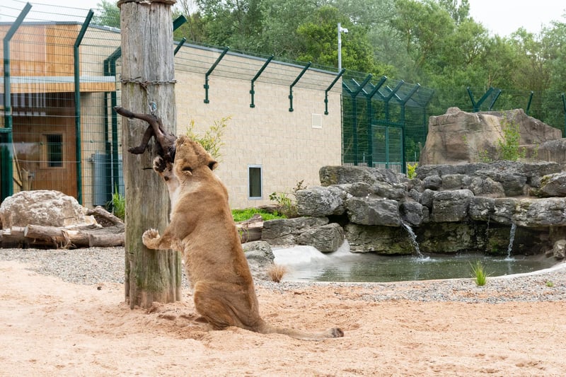 Feeding time at the new Big Cat Habitat for the lionesses at Blackpool Zoo.