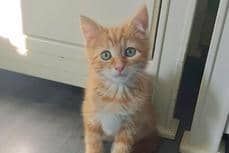 Flynn is a bold and chatty ginger lad looking for a home. He is 10 weeks old and came into RSPCA care with his mum and siblings when their former owners could no longer care for them. He and his siblings have oodles of kitten playfulness, and enjoy running around their foster home together like a herd of elephants, chasing toys and generally having a whale of a time. He can live with primary schoolchildren and above and also with one of his siblings, or another playful cat under one who has the energy to rough and tumble with him