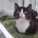 Kaya is a playful and purry 10-month-old girl who came into RSPCA care from a property with many cats living in poor conditions. She is still very much a bundle of kitten energy, who much entertainment to be had in chasing all her toys around! One endearing thing she does is bat a toy across her pen floor, then behave in a very surprised manner that it has the audacity to move! Due to her energy levels we think Kaya would be best suited to a home where any children are cat-savvy and primary school age and above.