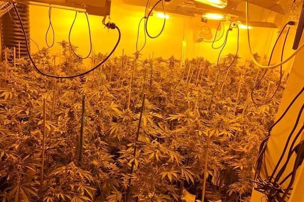 Funny moment cops raid a £420k cannabis farm...and find a sleeping drug dealer