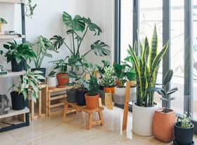 Here are the best ways to look after plant during the winter (photo: Pixabay)
