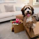 BG - A couple of dogs, Doris and Dudley, in a show home