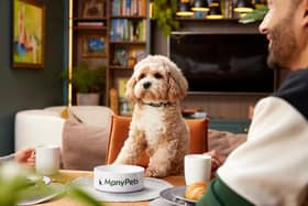 Dog-friendly dining is on the rise