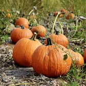 It's that time of year where pumpkin picking is all the rage ahead of Halloween. 