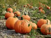 The 8 best pumpkin patches in and around Greater Manchester including Dunham Massey and Tatton Park