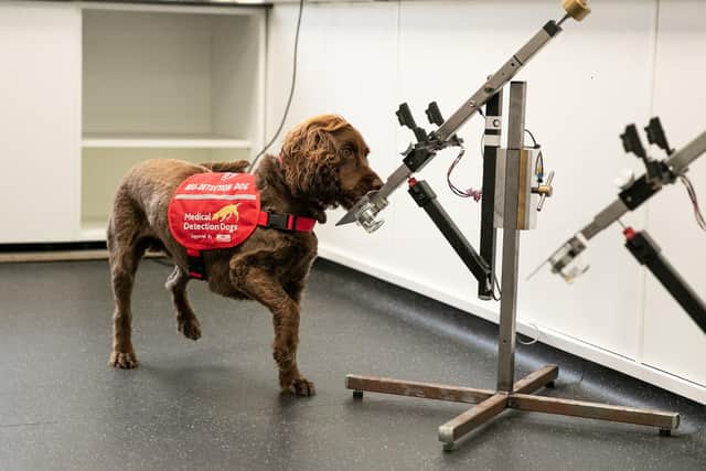 Bowel cancer detection dog, Mango