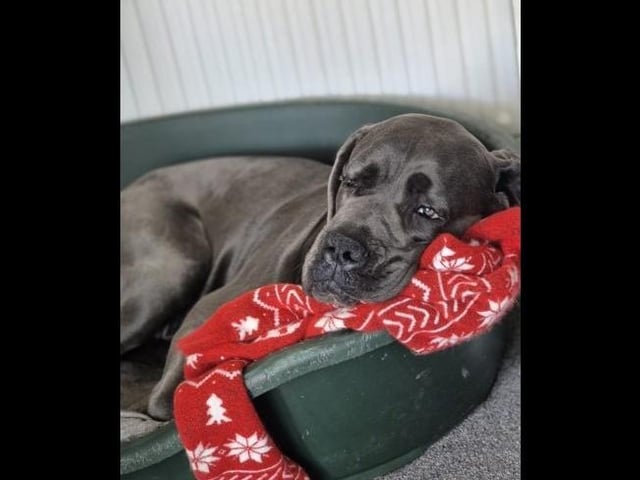 Tank is a two-year-old Great Dane cross aka big friendly giant. He is a super friendly boy and will happily greet anyone that comes his way. He is a real foodie and that works a treat with all his training - which by the way...he's smashing! He is looking for a home with with experience of large breeds and can live with children of secondary school age that are dog savvy and understand his size. He can live with a compatible dog, but no cats.
