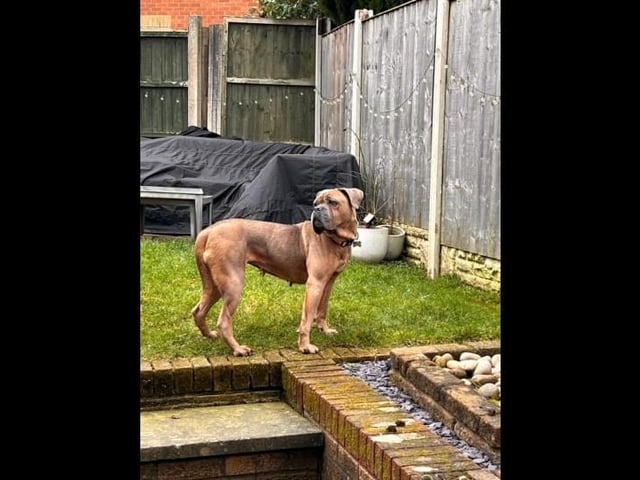 Meet beautiful five-year-old Old Tyme Bulldog cross Roxy. Roxy hasn't had the best start in life unfortunately being let down by humans, due to this Roxy arrived very shut down and worried about everything in life. She is a very timid girl so she needs a family that can help her gain confidence and thrive. She would really benefit from a home with another dog that meets her energy to help boost her confidence and can live can live with children 5+ that are dog savvy.