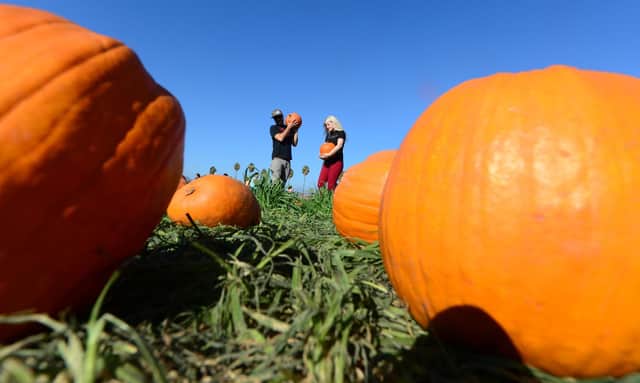 Pumpkin picking around Tyne and Wear and Northumberland: Patches and farms near me to visit throughout October 2022.  (Photo credit should read FREDERIC J. BROWN/AFP via Getty Images)