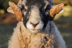 The sheep stares directly into Rachel's lens for the atmospheric images - Animal News Agency