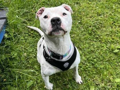 Buster is a clever 10-year-old male Staffordshire Bull Terrier who is young at heart and will still be able to keep up with you! This handsome man is a lovely affectionate boy who enjoys having human interaction. He very much enjoys being the centre of attention and will happily let you give him some fuss, he isn’t bothered about meeting new people as long as they give him some attention. He would be bested suited to a home with dog savvy children aged 6 and over, and for him to be the only animal in the home.