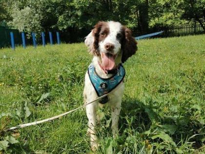 Meet friendly and playful 2 year-old spaniel Phoenix. . She is inquisitive, although slightly nervous of everything around her, when she is out, she loves being in an open space, playing with her toys and having a good sniff and explore. She could live in a home with dog savvy children aged 14+, and no other pets.