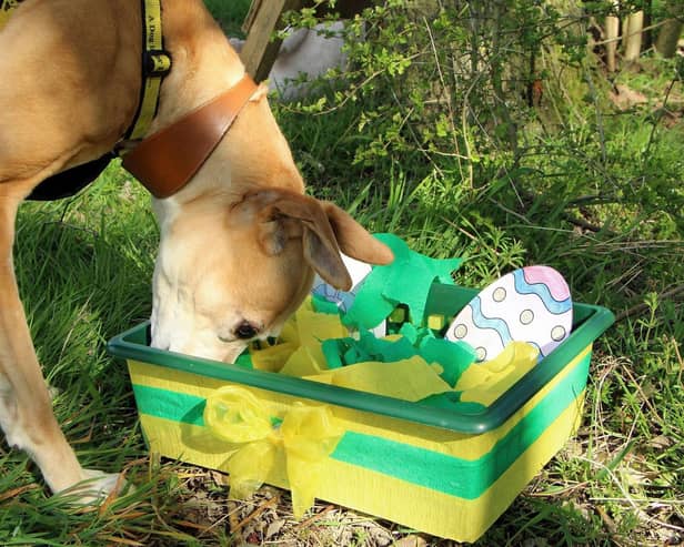 Chocolate and some dried fruits are poisonous to dogs but that doesn't mean they can't have fun this Easter