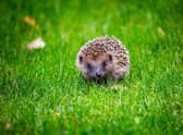 Hedgehogs  Picture: Adobe Stock
