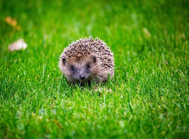 <p>Hedgehogs  Picture: Adobe Stock</p>
