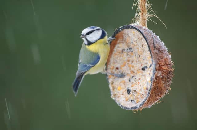 Birds benefit hugely from garden feeders in the winter