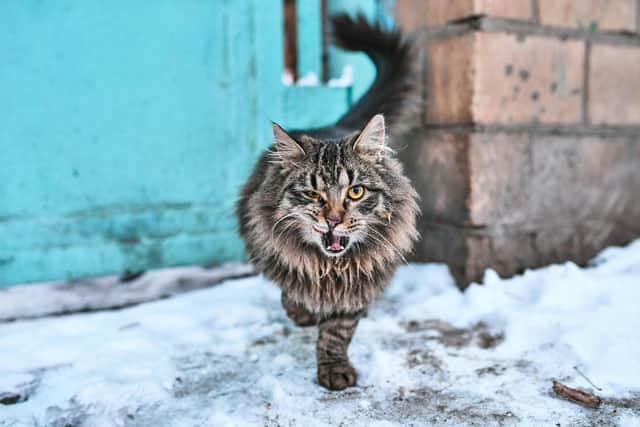 Manic moggies from Manchester are being sought - Animal News Agency