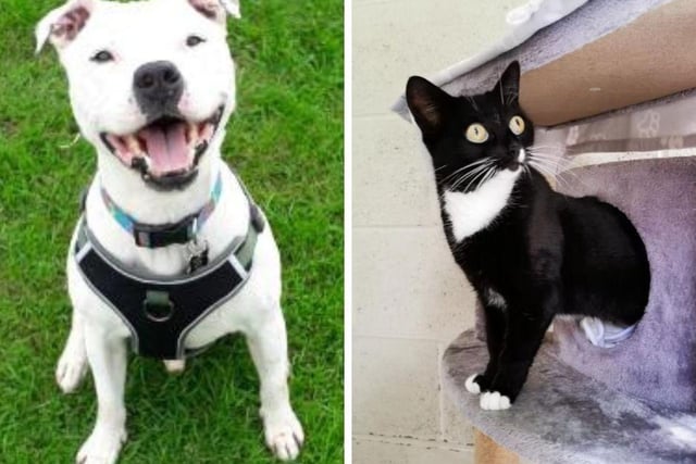 Meet all the animals available for adoption this week at the RSPCA in Preston including Buster and Sunshine.