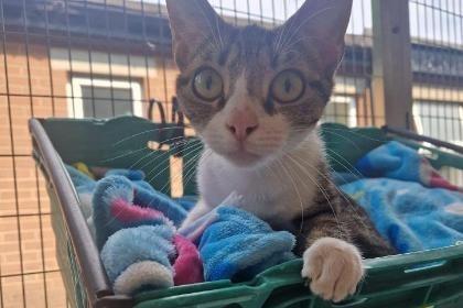 Meet lovable 1-year-old, white/tabby domestic shorthair Dodie. She spends most of her time in her outdoor area, sitting on her cat tower or relaxing in her basket. She would be best as an only pet for now, while she settles in to her new home and builds her confidence. She could live with children of primary school age who are cat savvy and will give her space when needed.