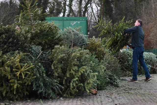 Please dispose of your old Christmas tree properly (Picture: John Devlin)