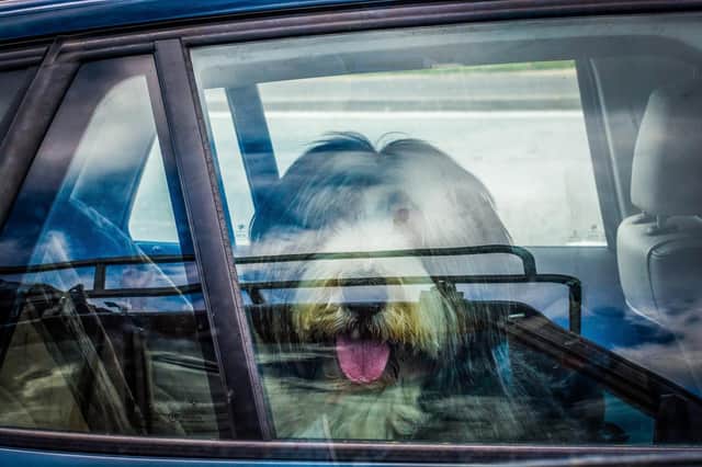 Don't leave a dog alone in a locked car on a hot summer day (photo: Adobe)