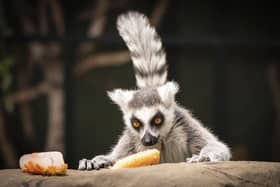 File photo dated 17/06/22 of a ring-tailed lemur cools down by eating specially prepared animal friendly 'ice lollypops' at the Yorkshire Wildlife Park in Doncaster. There are more than 2,700 privately owned animals from wild breeds considered dangerous across Great Britain, new figures show. Wildlife charity the Born Free Foundation said an overhaul of current legislation on the keeping of animals categorised as dangerous is a "matter of urgency". Issue date: Thursday February 22, 2024.