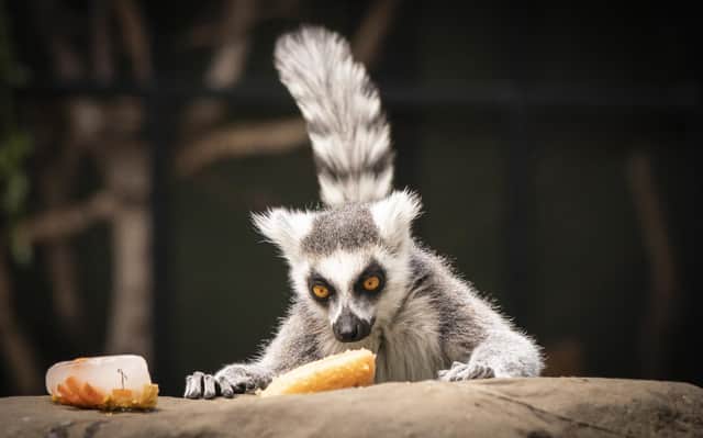 File photo dated 17/06/22 of a ring-tailed lemur cools down by eating specially prepared animal friendly 'ice lollypops' at the Yorkshire Wildlife Park in Doncaster. There are more than 2,700 privately owned animals from wild breeds considered dangerous across Great Britain, new figures show. Wildlife charity the Born Free Foundation said an overhaul of current legislation on the keeping of animals categorised as dangerous is a "matter of urgency". Issue date: Thursday February 22, 2024.