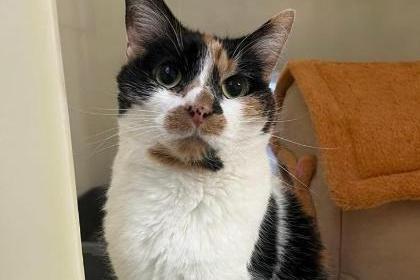 Meet lovely older lady Lily.  She is a gentle girl, who loves a fuss from humans rather than playing with toys and doesn't mind being picked up. She is looking for a home with children of secondary school age and above, and no other pets at the moment.